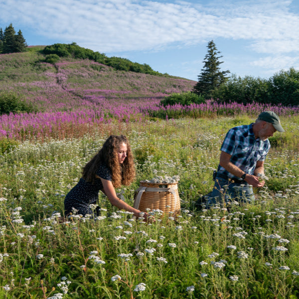 Alana and Patrick harvesting yarrow near field of fireweed