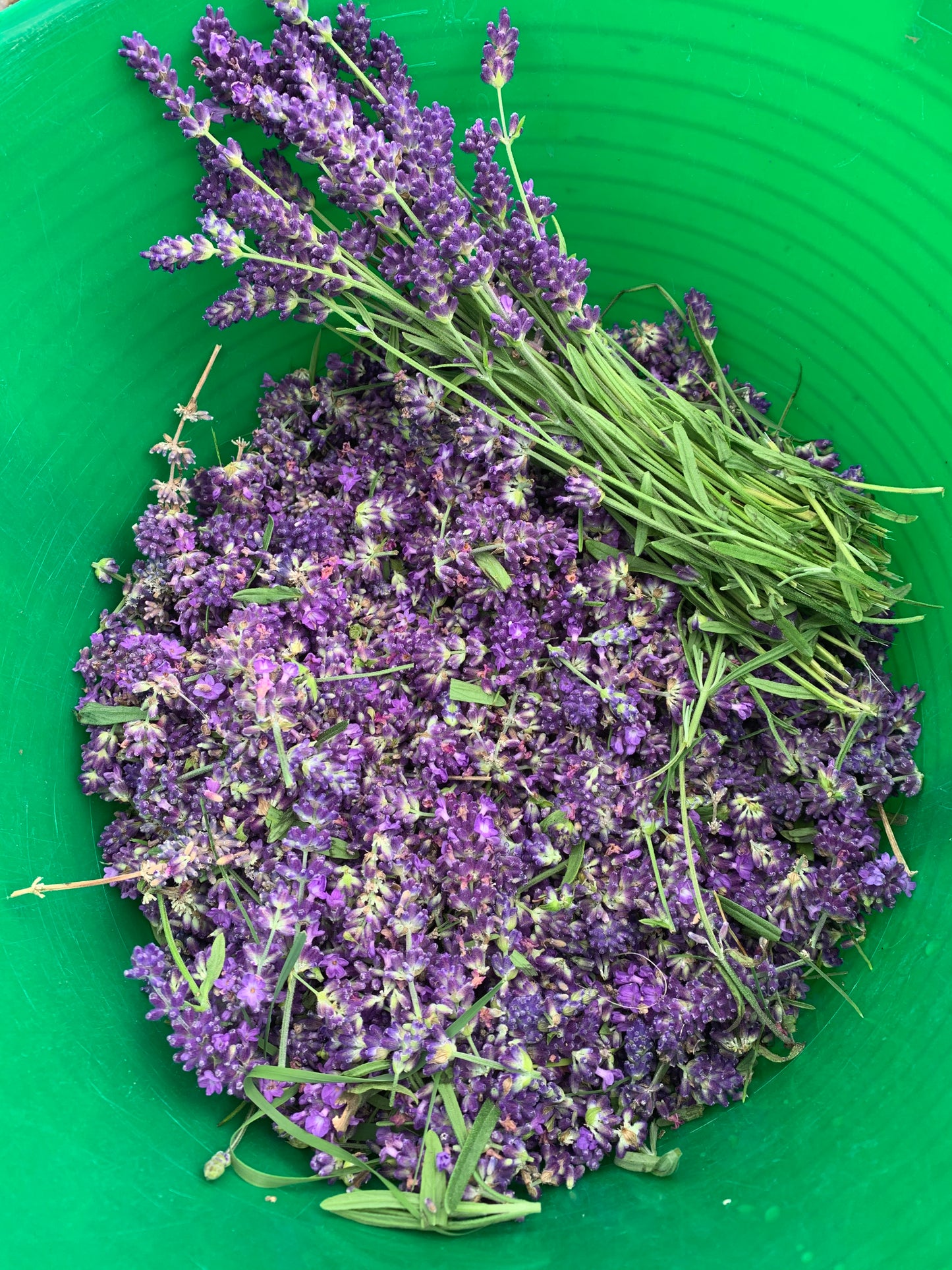 Lavender Goat Milk Soap Alpenglow Skin Care
