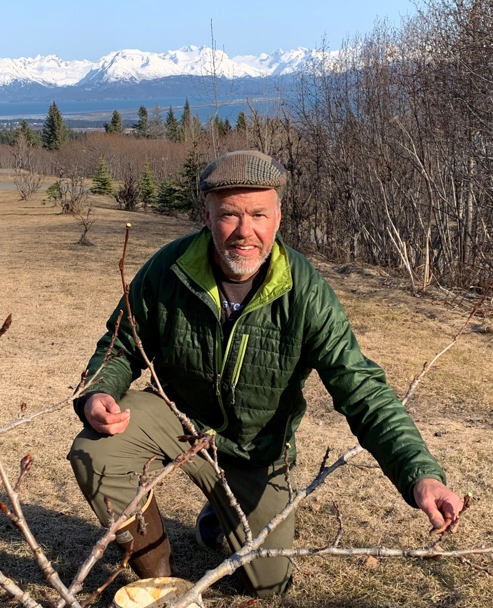 Patrick harvesting cottonwood tree buds with view of glaciers and mountains across kachemak bay