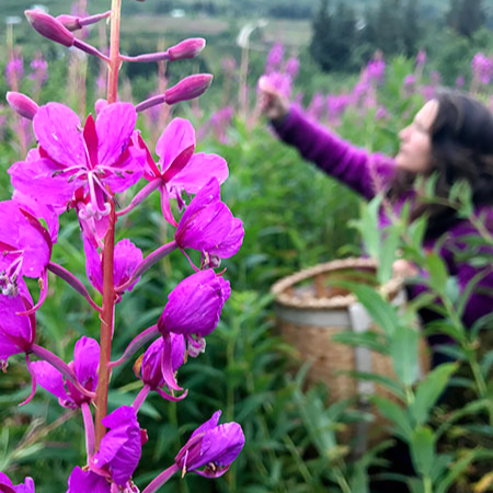 Alpenglow Skin Care - susan harvesting fireweed for goat milk soap