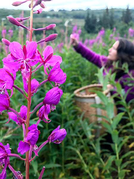 Fireweed Goat Milk Soap Alpenglow Skin Care