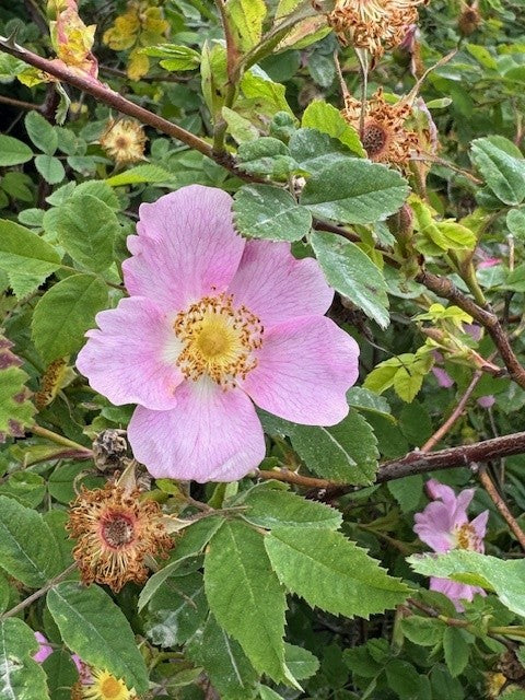 Rosewater Spring Facial Cleanser Alpenglow