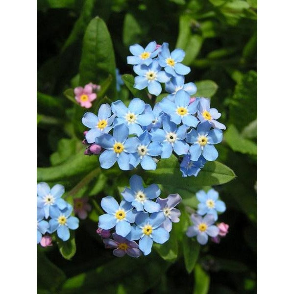 How To Grow And Care For Forget-Me-Nots