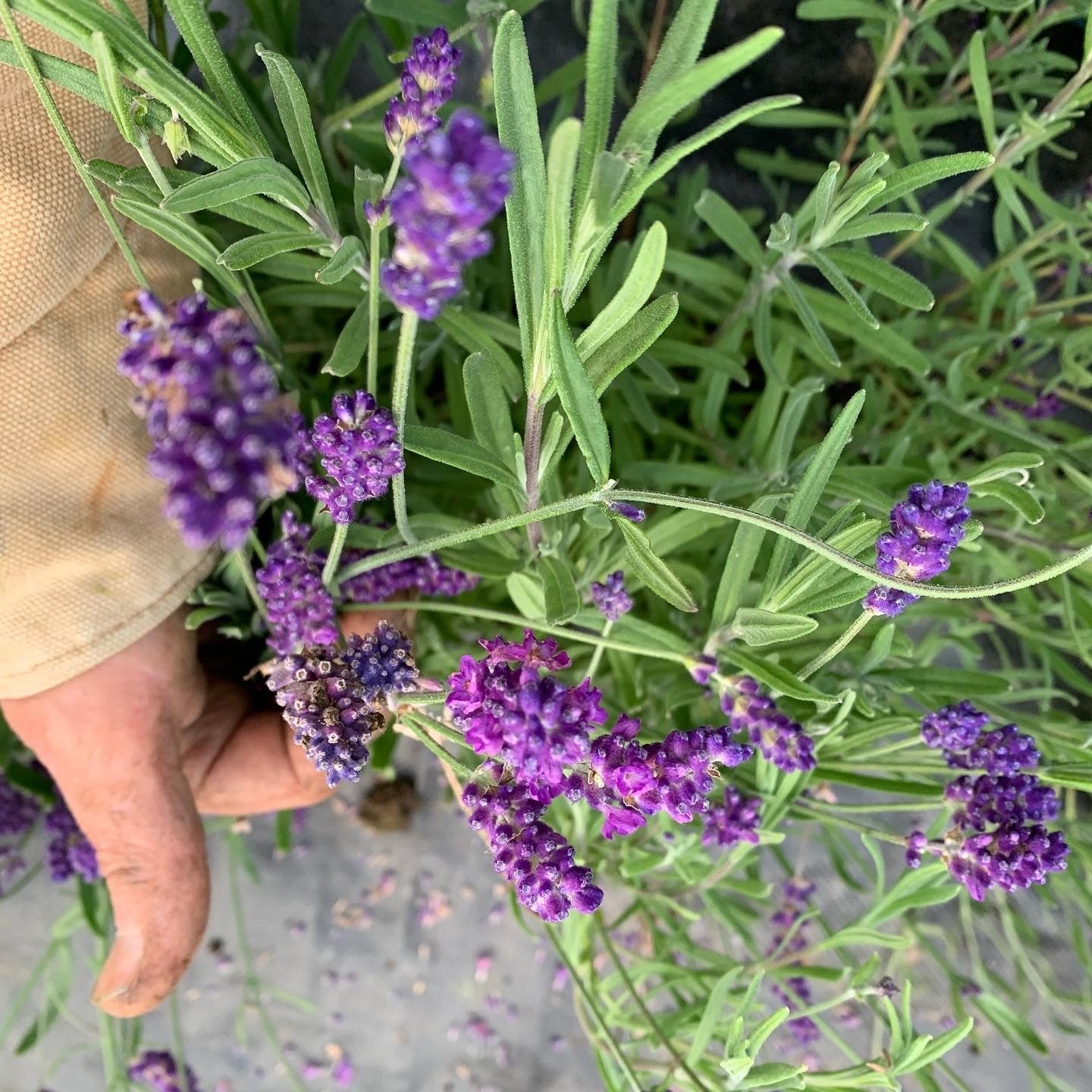 Lavender Mint Face, Hand & Body Wash
