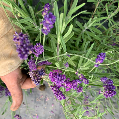 Lavender Mint Face, Hand & Body Wash