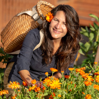 Susan picking Calendula flowers for massage oil