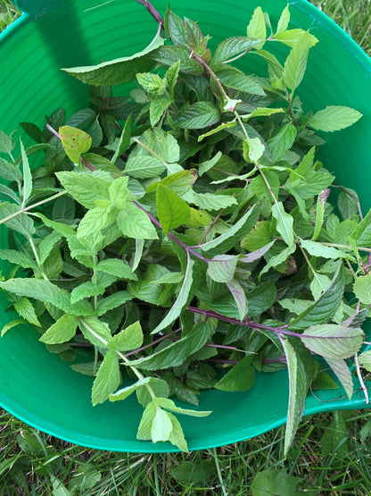 mint alpenglow skin care