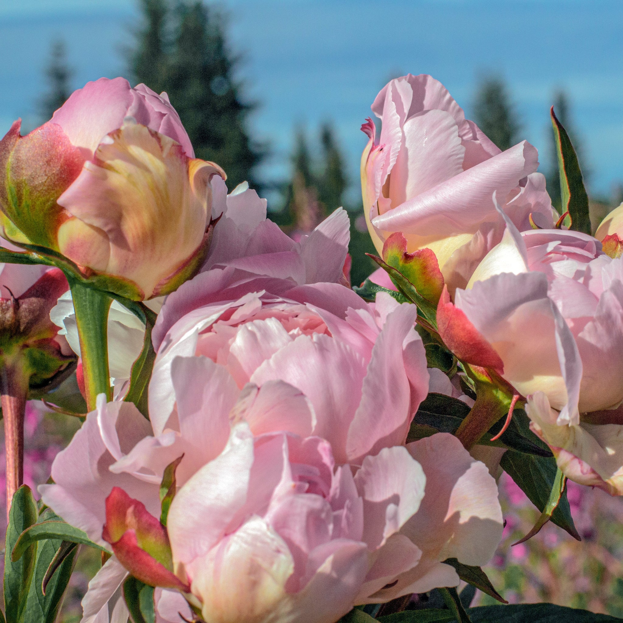 Peony Soap Alpenglow Skin Care, Handcrafted Skin & Body Care