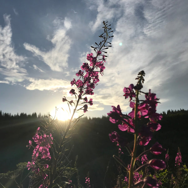 Goat Milk Soap - Fireweed - Alpenglow Skin Care