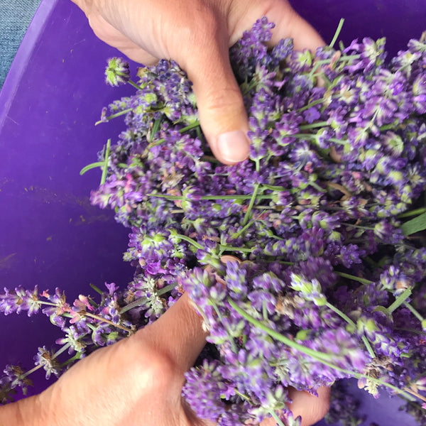 Face, Hand & Body Wash - Lavender Mint