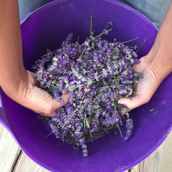 Face Cream - Lavender & Ylang-Ylang - Alpenglow Skin Care
