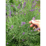 Facial Cleanser - Lavender Fields - Alpenglow Skin Care