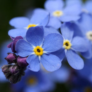 Forget-Me-Not Face Cream