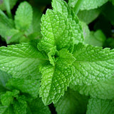 Face, Hand & Body Wash - Lavender Mint